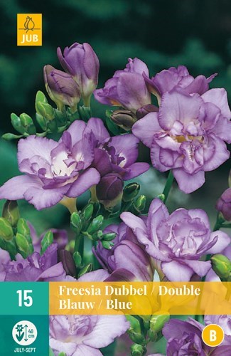 Freesia "Double Blue" 15 stk
