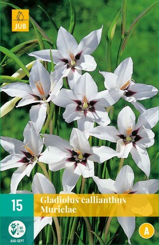 Gladiolus Callianthus Murielae 15 stk