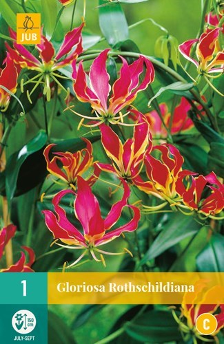 Gloriosa Rothschildiana 1 stk