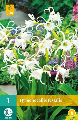 Hymenocallis Festalis 1 stk