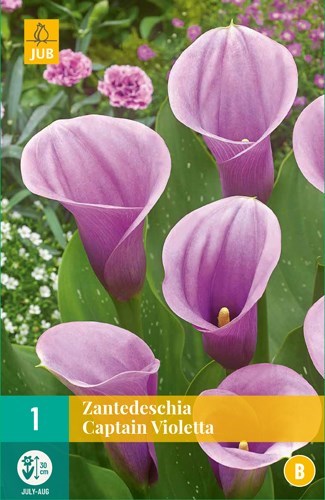Zantedeschia "Captain Violetta" 1 stk