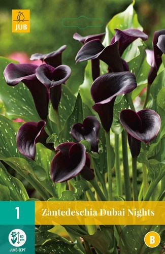 Zantedeschia "Dubai Nights" 1 stk