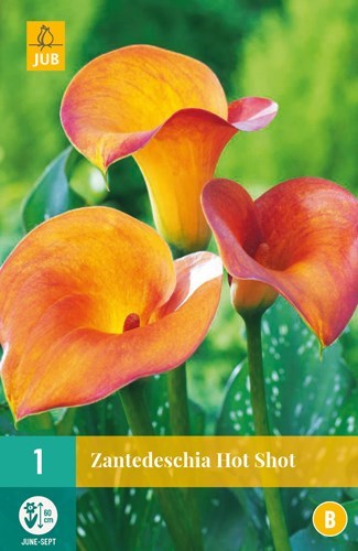 Zantedeschia " Hot Shot" 1 stk