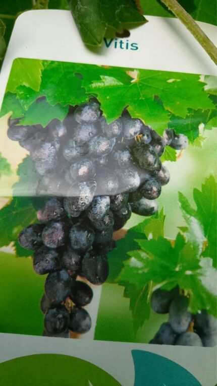 Drue "Nordica 80/100  cm  2 l potte