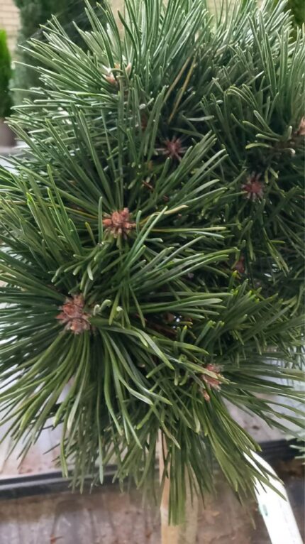 Furu "Blue Pearl"  oppstammet 40 cm  5 l potte