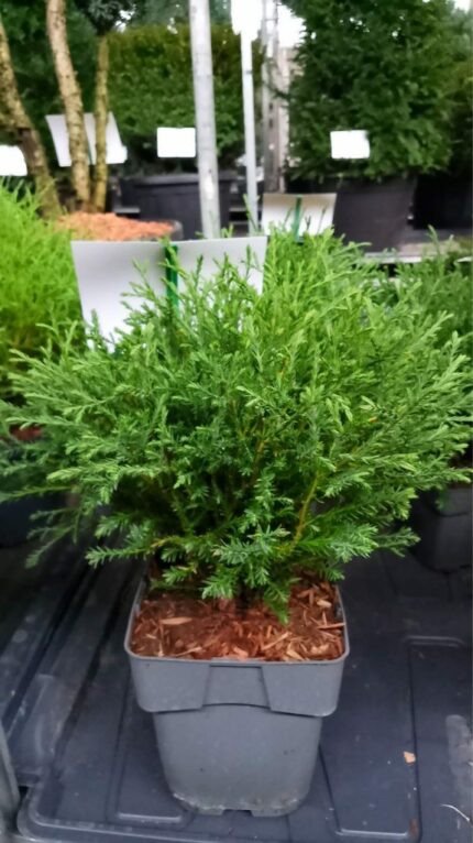 Thuja "Mr. Bowling Ball"  20/25 2 L Potte