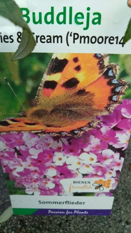 Sommerfuglbusk "Berries & Cream"  30/40 cm   3 l potte