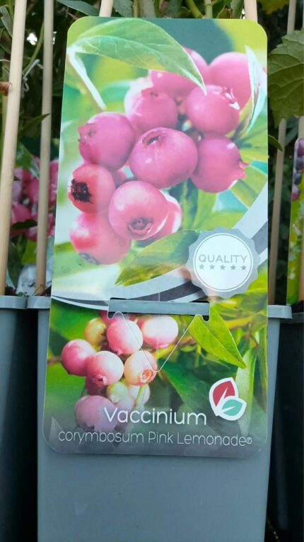 Amerikansk blåbær , Rosa " PInk Lemonade"  30/40 cm  1,7 l potte