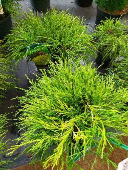 Trådsypress "Sungold"  20/25  2 l Potte