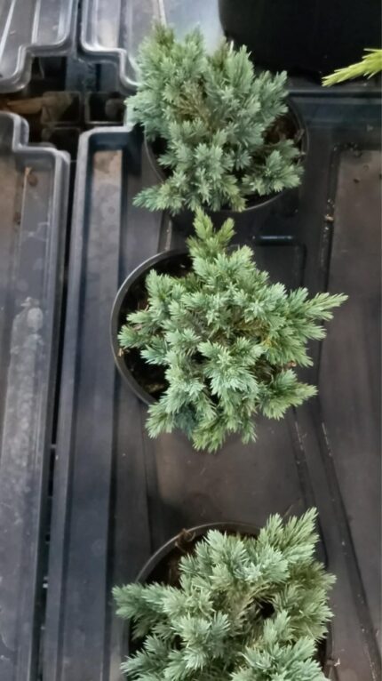 Blåeine (lav)"Blue Star" 10/15 cm  1 L