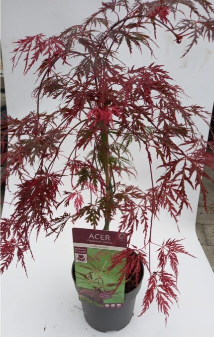 Japansk Lønn "Inaba - Shidare" salgstr. 50/60cm, pottestr. 7,5 l.