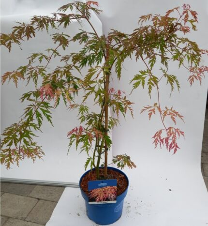 Japansk Lønn "Ice Dragon", salgsstr. 50/60 cm. ,pottestr. 5 l.