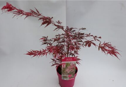 Japansk lønn "Shirazz"  salgsstr. 40/50 cm, pottestr. 5 l potte.