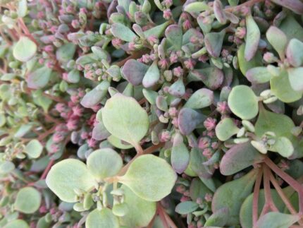 Japanbergknapp "Cauticola"