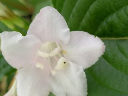 Roseklokkebusk, Weigela Florida, Nana Variegata
