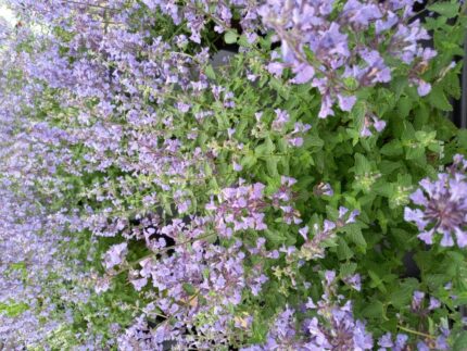 Prydkattemynte "Walkers Low" Nepeta Fass.
