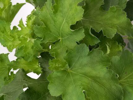 Alunrot, Heuchera "Green Hybrid"  13 cm potte