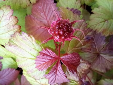 Allåkerbær, Rubus Stellarcticus "Anna" , pottestr . 3,5 l potte