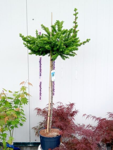 Japanlerk, Larix. K. Grey Pearl, Oppstammet, stammehøyde 80 cm, 10 liter potte