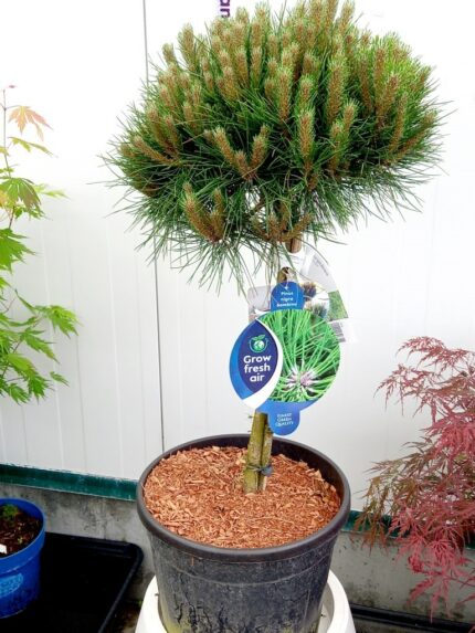 Furu, Pinus Nigra "Bambino", oppstammet, stammehøyde 60 cm, 10 liter potte