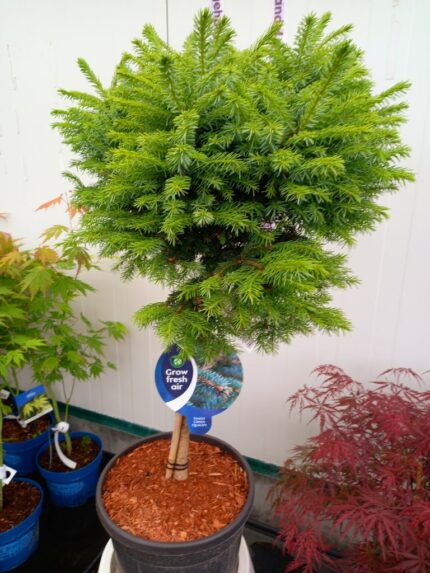 Gran, Picea omorika "Nana", oppstammet, stammehøyde 60 cm, 10 liter potte