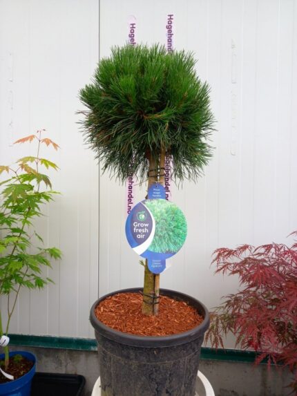 Furu, Pinus Mugo "Varella", oppstammet. stammehøyde 60 cm., 10 liter potte