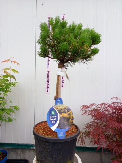 Furu, Pinus Mugo "Carsten", oppstammet , stammehøyde 60 cm, 10 liter potte