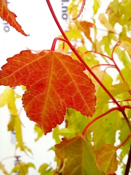 Sibirlønn, Acer "Tatar" ssp.ginalla, Sauherad, 60 cm, 3 liter