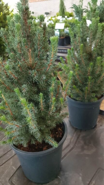 Kjeglegran "Sanders Blue"  30/40 cm 3 l potte