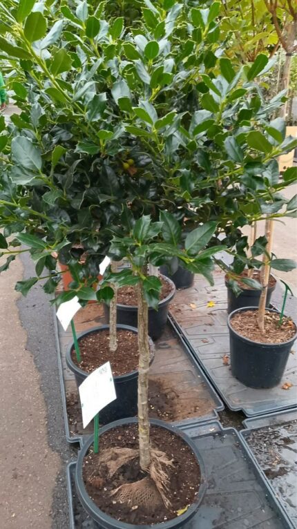 Kristorn "J.S Van Tol" oppstammet 60 cm