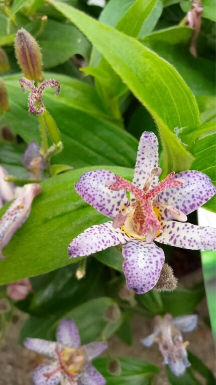 Tricyrtis form. 'Pink Freckles'  30/40 cm (utvokst)  3 l potte