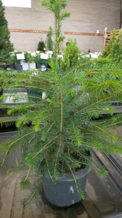Serbergran  (picea omorika) 40/50 cm  3 l potte