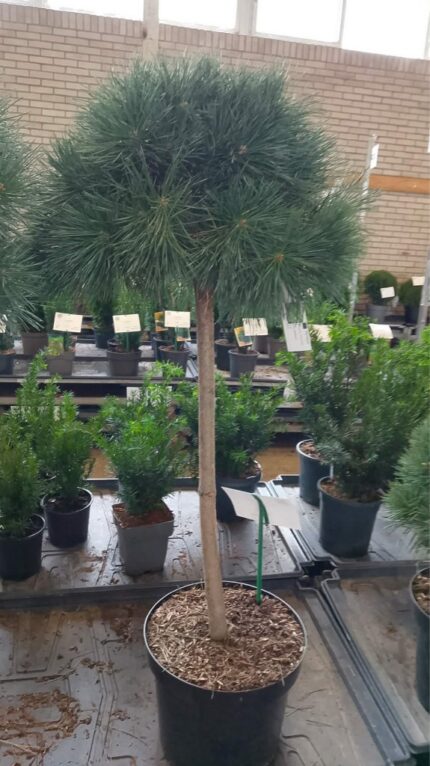 Furu "Watereri" 2025 40cm 5L potte