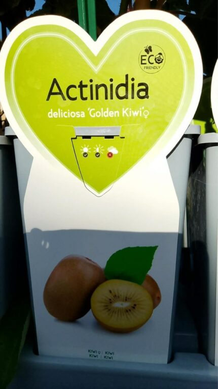 Kiwi "Golden Kiwi"  50&0 cm   2 l potte