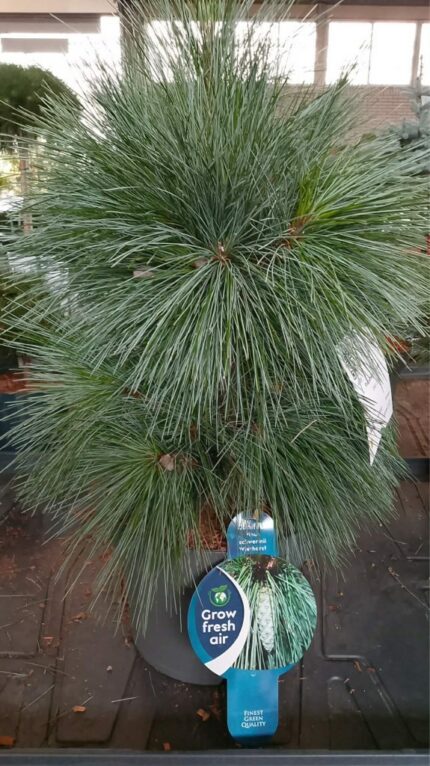 Furu "Wiethorst" 2025 30-40cm 5L potte