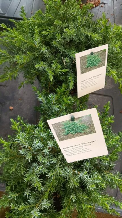 Krypeine "Silver Carpet"  20/30 cm 2 l potte