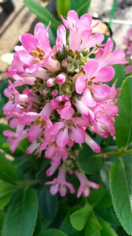 Escallonia "Pink Elle"  30/40  3 l øpotte