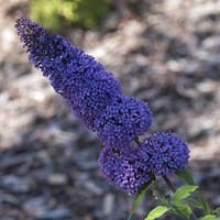 Sommerfuglbusk, Buddleja davidii TOVE®('Tovelil'), pottestr. 3,5 l., 3 greiner