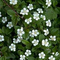 Cotoneaster dam. 'Coral Beauty' / 2025 / 1,5Lpotte / ungplante