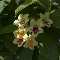 Gullklokkebusk 'Mango' Weigela middendorfiana, pottestr. 3,5 l, 3 gr
