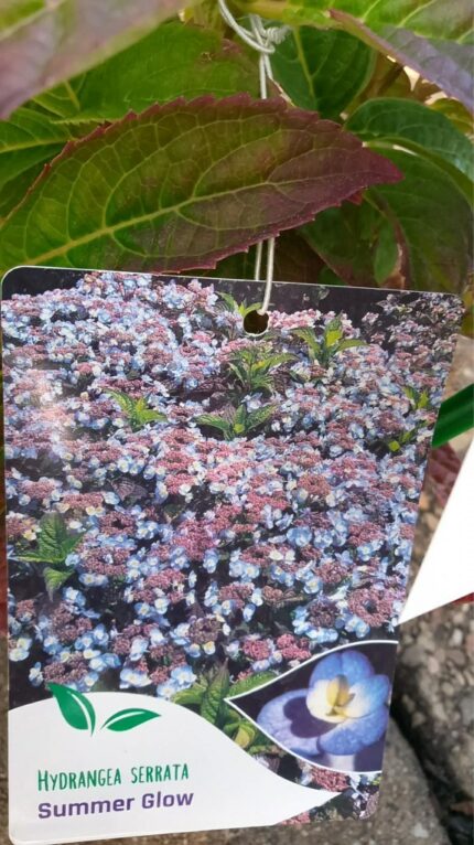 Hagehortensia "Summer Glow"  3+/40 cm 4 l potte