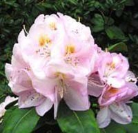Rhododendron "Gomerer Waterer" str.30-40 cm, pottestr.5 l.