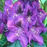 Rhododendron "Rasputin", salgstr. 30-40 cm., pottestr. 5 l.