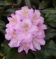 Rhododendron "Scintillation", salgstr. 30-40 cm., pottestr. 5 l.