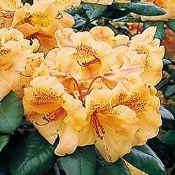 Rhododendron "Viscy", salgstr. 30-40 cm, pottestr. 5 l.