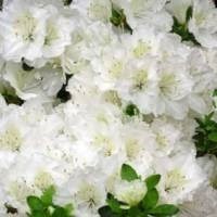 Rhododendron "Maischnee" salgstr. 20-25 cm, pottestr. 2 l.