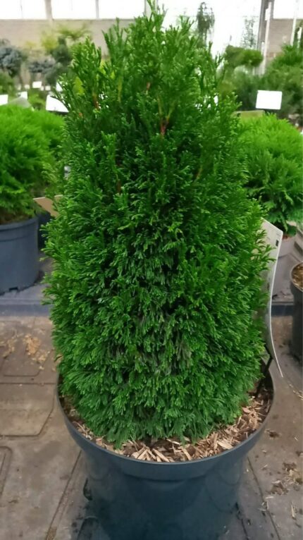 Thuja "Maks" 25/30  CM   5 L potte