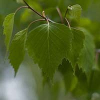 Betula pendula HONNØR®'Eplhon' - Hengebjørk, sh 175-200 cm, pottestr 10 l.