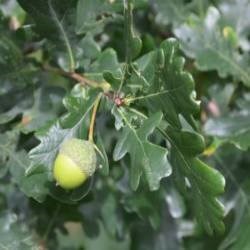 Sommereik Moss, Quercus robur Moss, sh 175 cm, pottestr. 10 l.