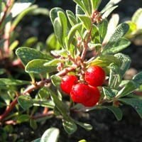 Mjølbær,Arctos. uva-ursi 'Vancouver Jade' , pottestr. 1,5 l. (ungplanter)